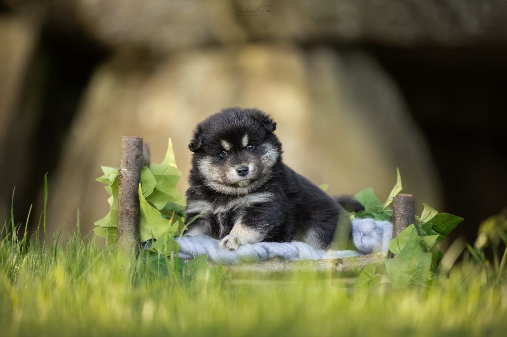 Des Gardiens De La Laponie - Available Puppies - Chien finnois de Laponie