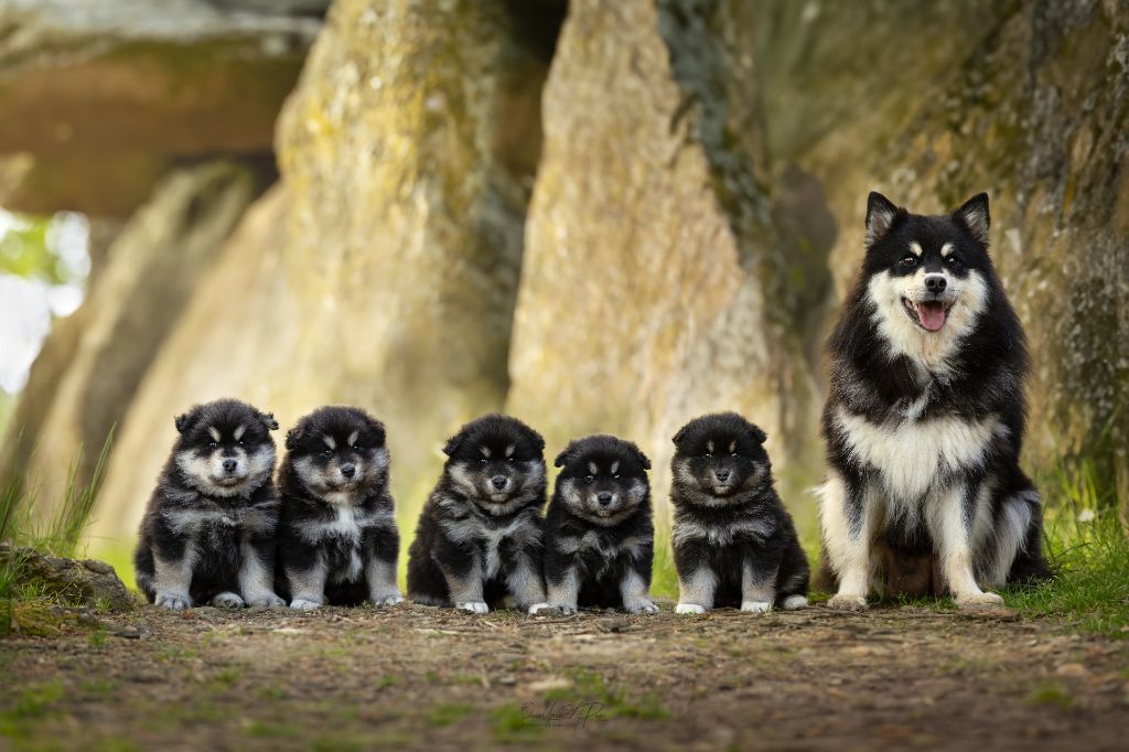 chiot Chien finnois de Laponie Des Gardiens De La Laponie