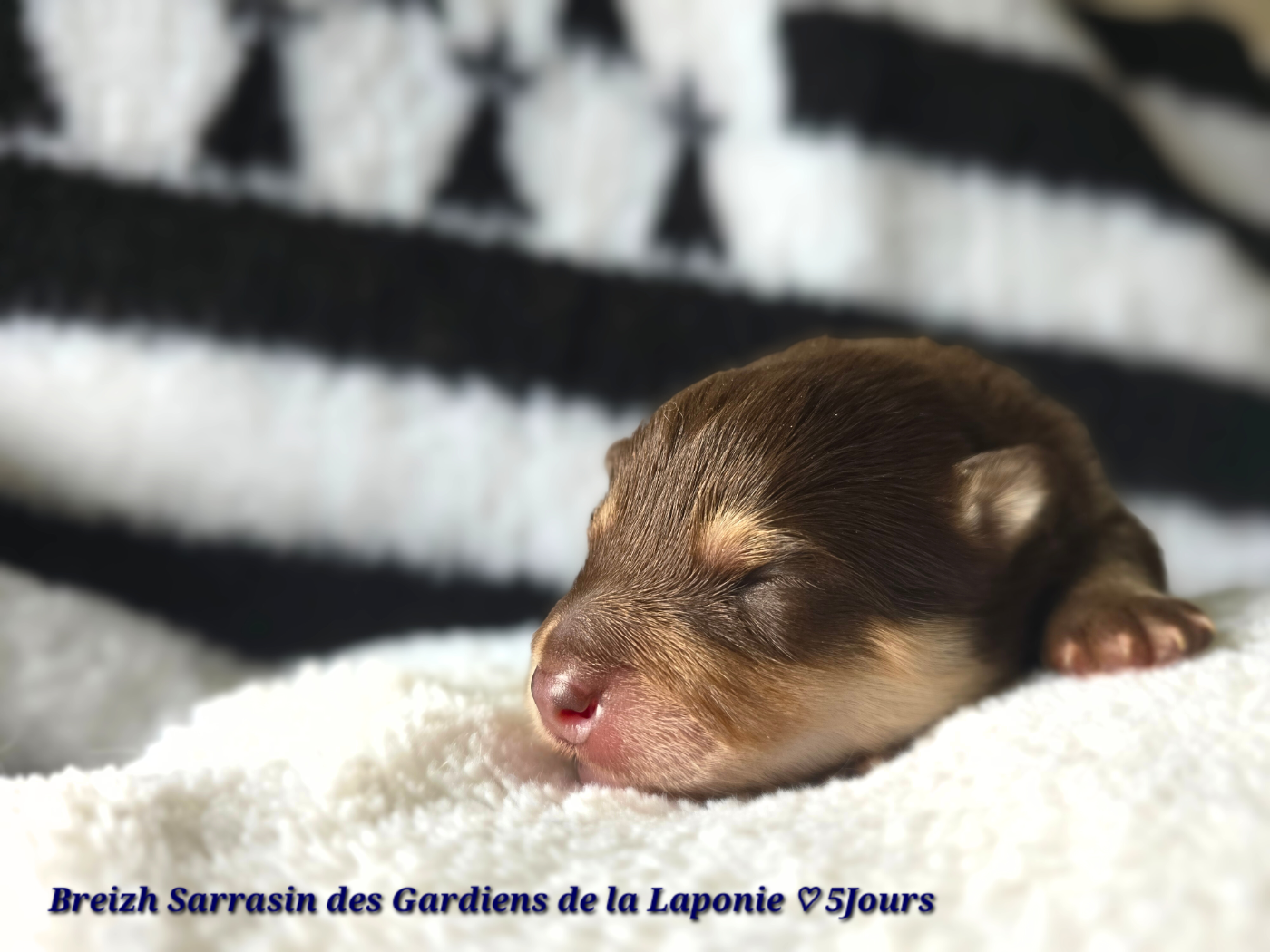 Des Gardiens De La Laponie - Chiots disponibles - Chien finnois de Laponie