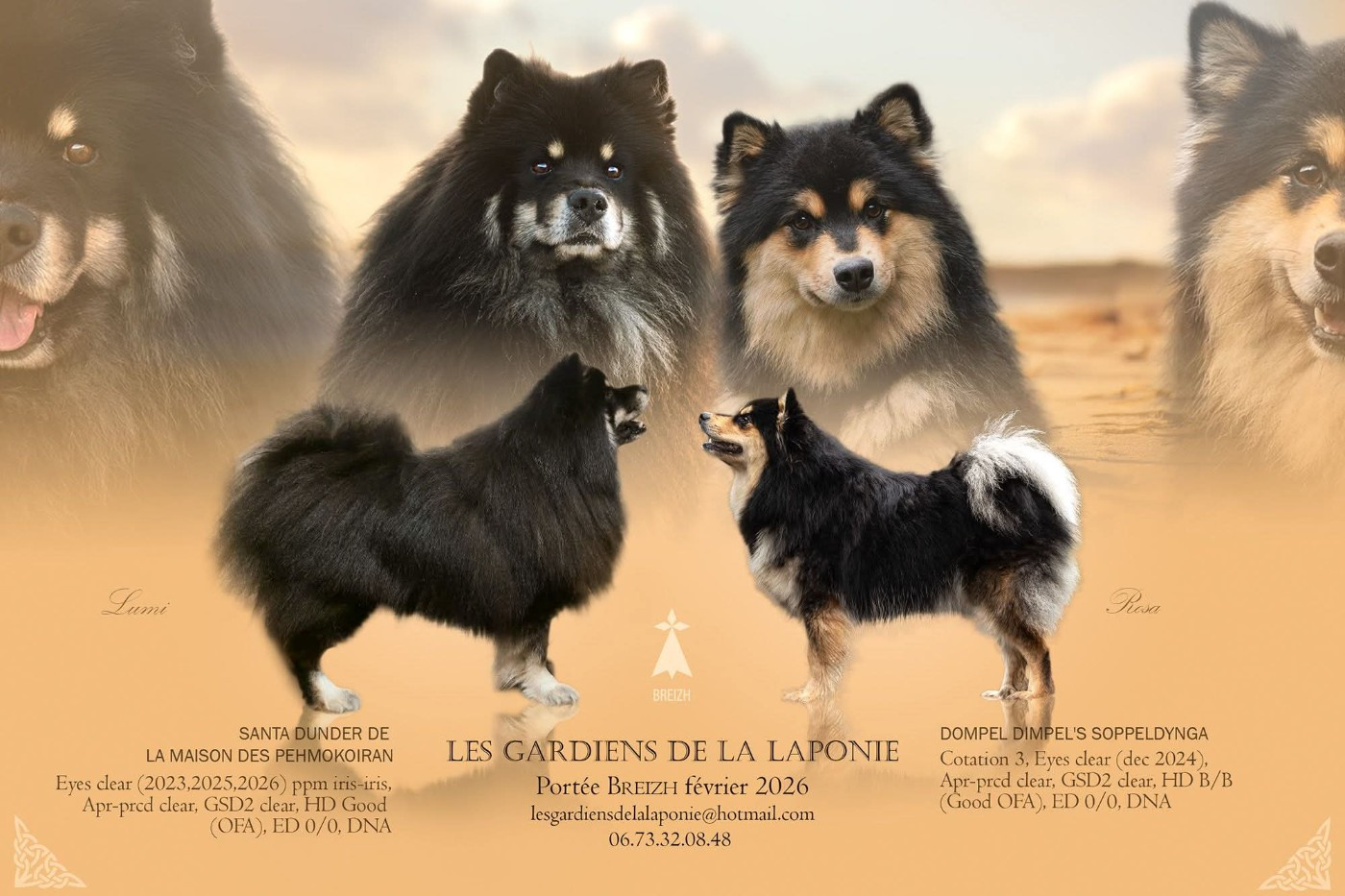 Des Gardiens De La Laponie - Chien finnois de Laponie - Portée née le 10/02/2026
