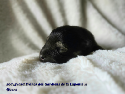BODYGUARD FRANCK