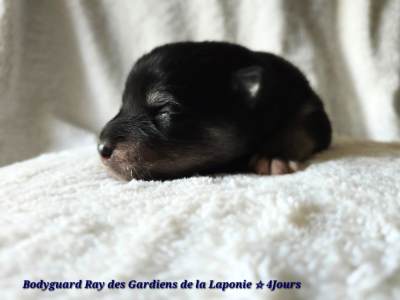BODYGUARD RAY