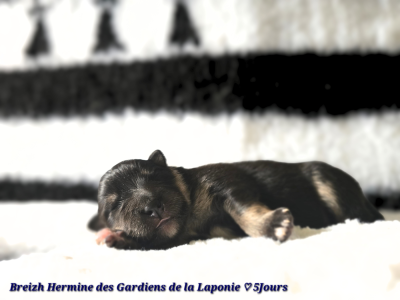 Breizh Hermine